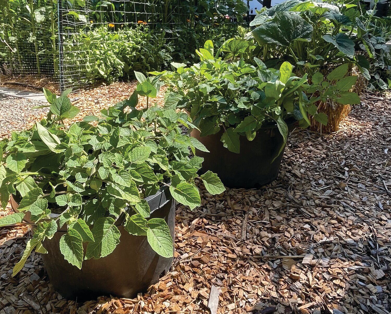 “Aunt Molly” ground cherries in the foreground and “Honey Boat” delicata squash in the back, along with “Bird House” gourds in the center. In the background, corn and sunflowers are planted in the ground. Group plants with similar needs for sunlight and water.